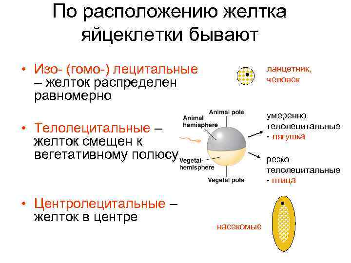 По расположению желтка яйцеклетки бывают • Изо- (гомо-) лецитальные – желток распределен равномерно ланцетник,