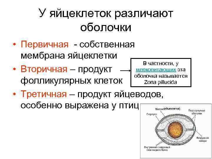 Типы яйцеклеток. Оболочки яйцеклетки млекопитающих. Вторично изолецитальная яйцеклетка. Первично изолецитальные яйцеклетки. Тип яйцеклетки у млекопитающих.