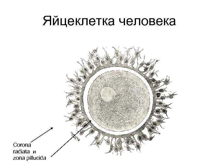 Яйцеклетка человека Соrona radiata и zona pillucida 