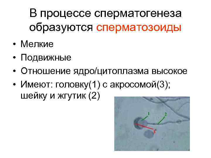 В процессе сперматогенеза образуются сперматозоиды • • Мелкие Подвижные Отношение ядро/цитоплазма высокое Имеют: головку(1)