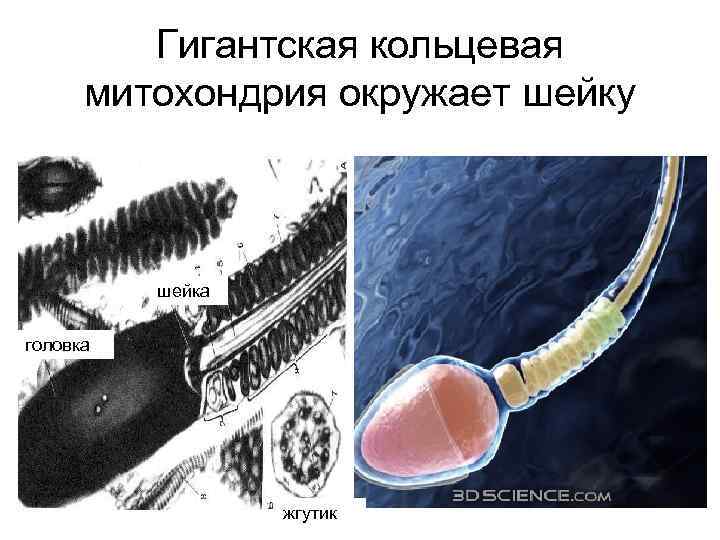 Гигантская кольцевая митохондрия окружает шейку шейка головка жгутик 