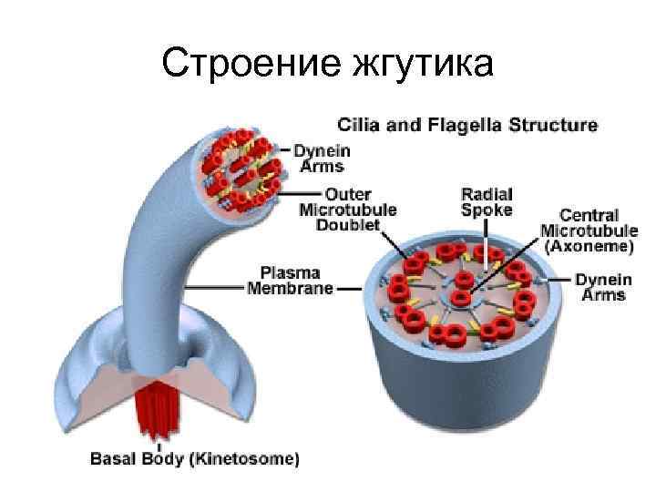 Строение жгутика 