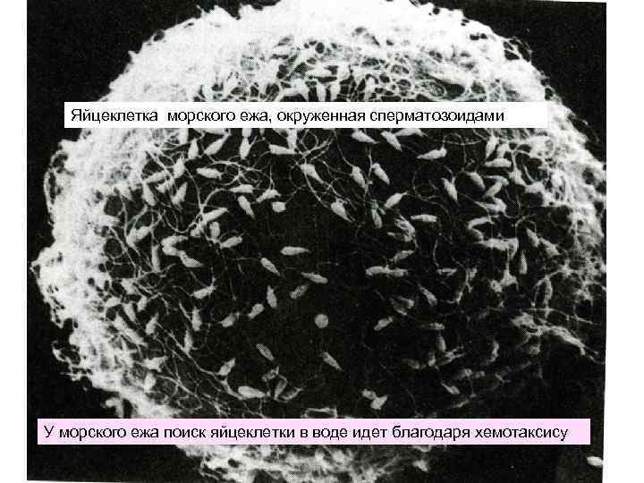 Яйцеклетка морского ежа, окруженная сперматозоидами У морского ежа поиск яйцеклетки в воде идет благодаря