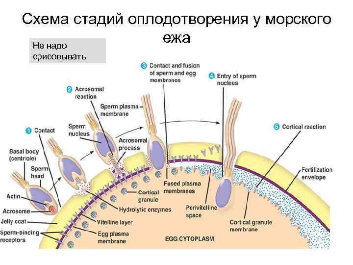 Схема стадий оплодотворения у морского ежа Не надо срисовывать 