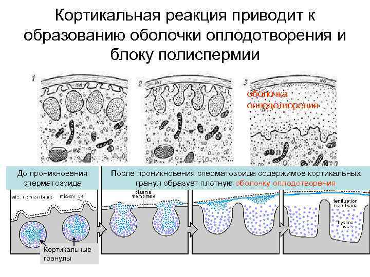 Кортикальная реакция приводит к образованию оболочки оплодотворения и блоку полиспермии оболочка оплодотворения До проникновения