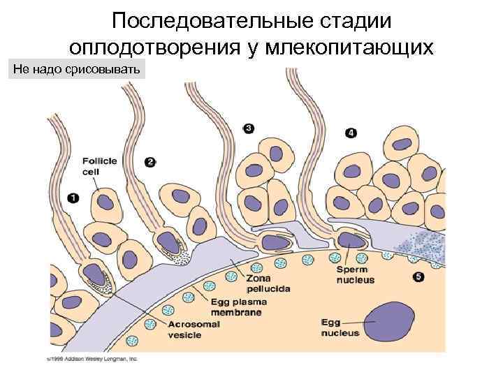 Оплодотворение стадии развития оплодотворения. Процесс оплодотворения у млекопитающих. Фазы этапы оплодотворения схема. Фазы оплодотворения гистология. Этапы оплодотворения у млекопитающих.