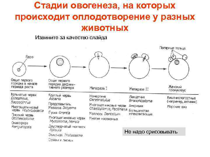 Стадии овогенеза, на которых происходит оплодотворение у разных животных Извините за качество слайда Не