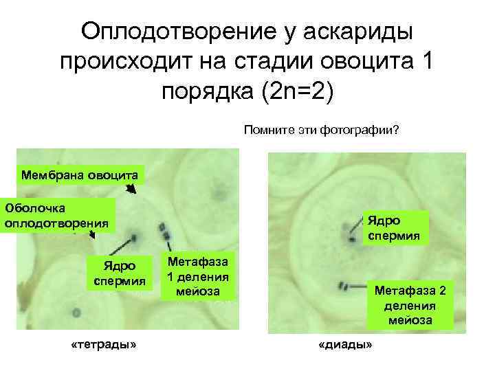 Оплодотворение у аскариды происходит на стадии овоцита 1 порядка (2 n=2) Помните эти фотографии?