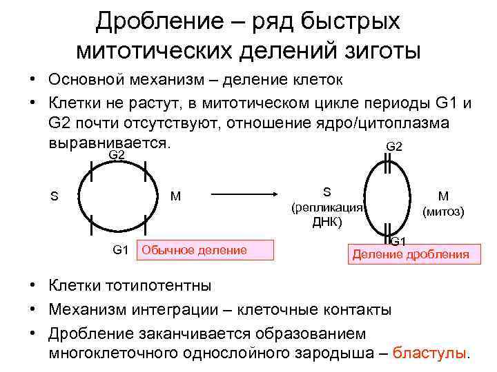 Дробление – ряд быстрых митотических делений зиготы • Основной механизм – деление клеток •