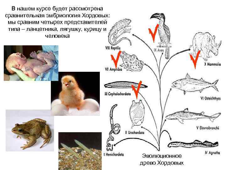 В нашем курсе будет рассмотрена сравнительная эмбриология Хордовых: мы сравним четырех представителей типа –