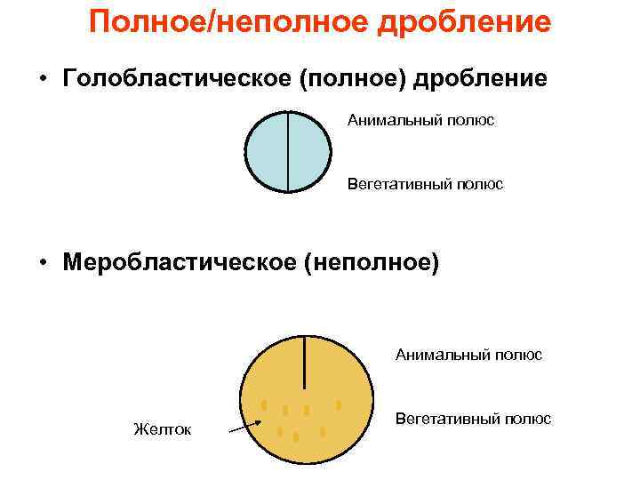 Полное дробление