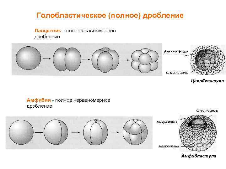 Голобластическое (полное) дробление Ланцетник – полное равномерное дробление бластодерма бластоцель Целобластула Амфибии - полное