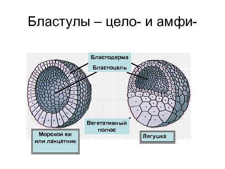 Бластоцель это