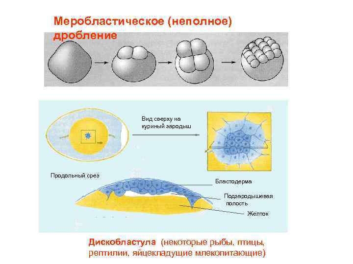 Меробластическое (неполное) дробление Вид сверху на куриный зародыш Продольный срез Бластодерма Подзародышевая полость Желток