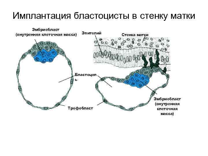 Имплантация бластоцисты в стенку матки Эмбриобласт (внутренняя клеточная масса) Эпителий Стенка матки Бластоцел ь