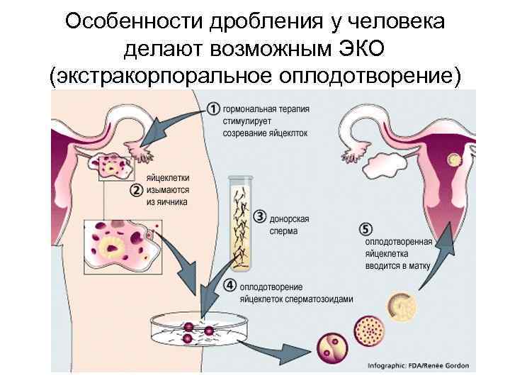 Особенности дробления у человека делают возможным ЭКО (экстракорпоральное оплодотворение) 