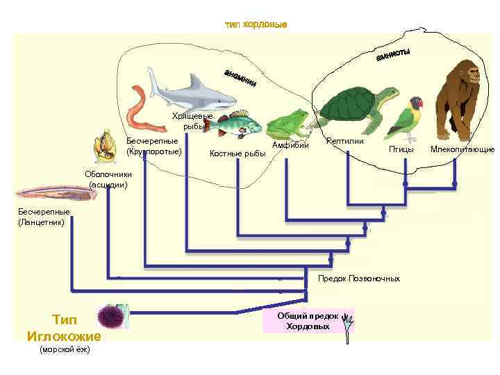 Последовательность появления организмов в эволюции. Бесчерепные рептилии птицы костные рыбы земноводные. Рыбы рептилии птицы млекопитающие амфибии вымирание диаграмма. Иглокожия эволюционное Древо.