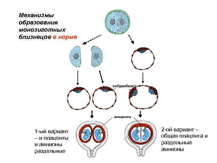 Механизмы образования монозиготных близнецов в норме эмбриобласт плацента 1 -ый вариант – и плаценты