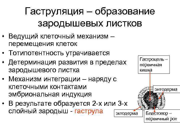 Дробление гаструляция стадии. Иммиграция клеток в гаструляции. Механизмы гаструляции у человека. Клеточные механизмы гаструляции. Механизмы гаструляции у млекопитающих.