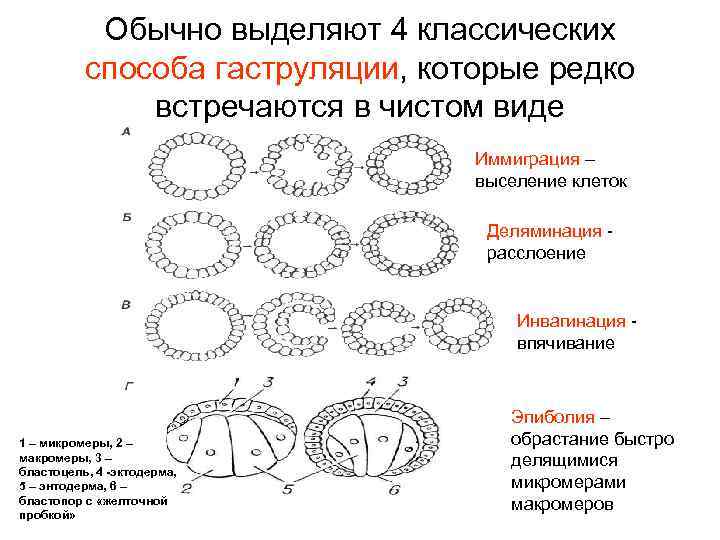 Гаструляция рисунок биология