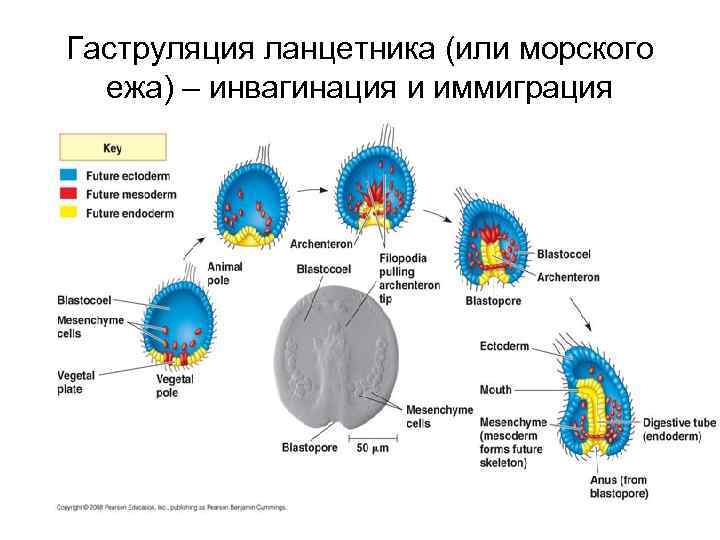 Общий план строения хордовых расположив их внутренние органы в верной последовательности