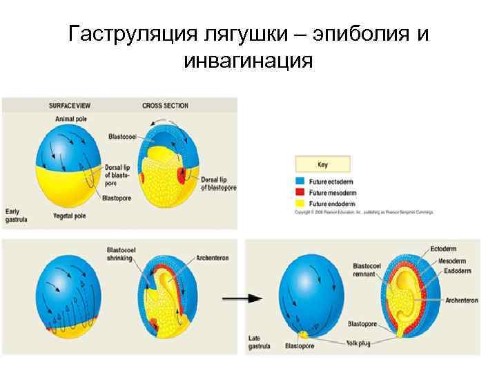 Гаструляция лягушки – эпиболия и инвагинация 