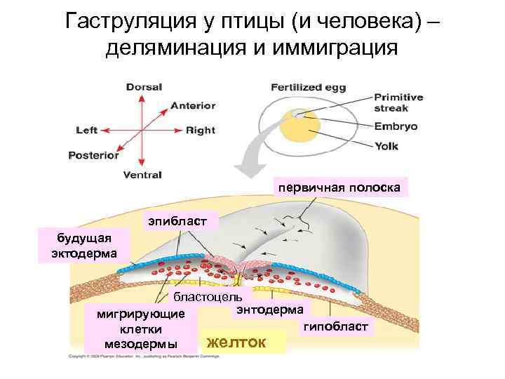 Гаструляция у птицы (и человека) – деляминация и иммиграция первичная полоска эпибласт будущая эктодерма