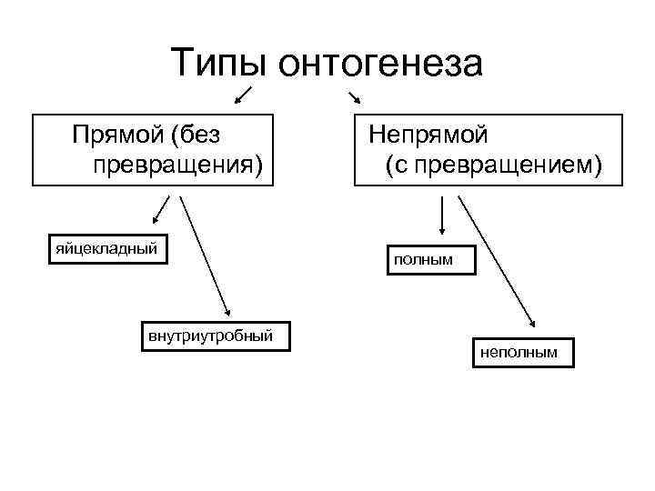 Типы онтогенеза Прямой (без превращения) яйцекладный внутриутробный Непрямой (с превращением) полным неполным 