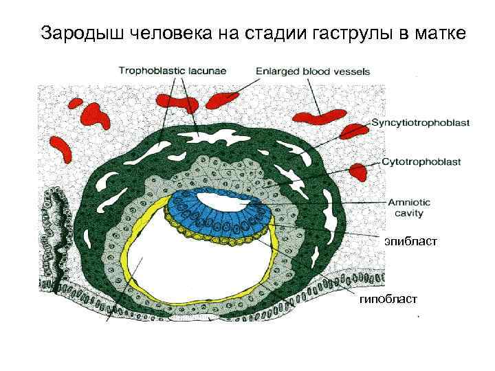 Зародыш человека на стадии гаструлы в матке эпибласт гипобласт 