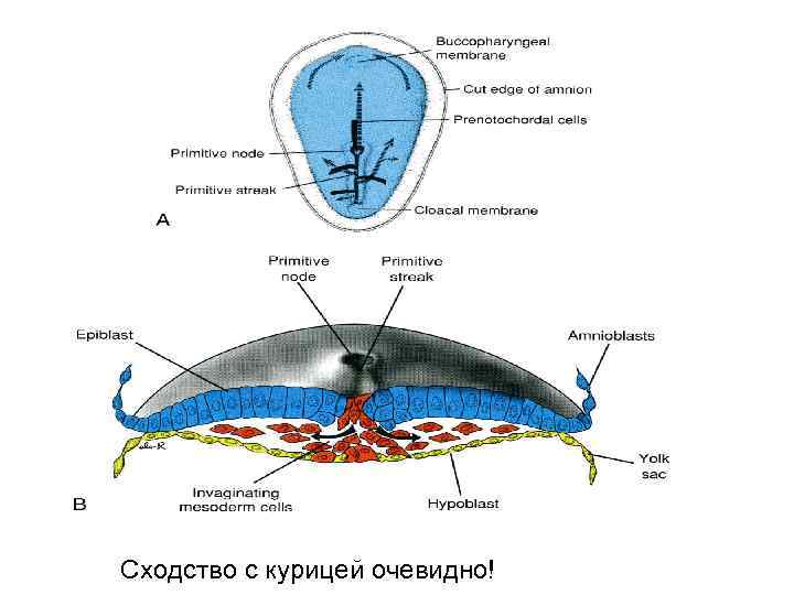 Сходство с курицей очевидно! 