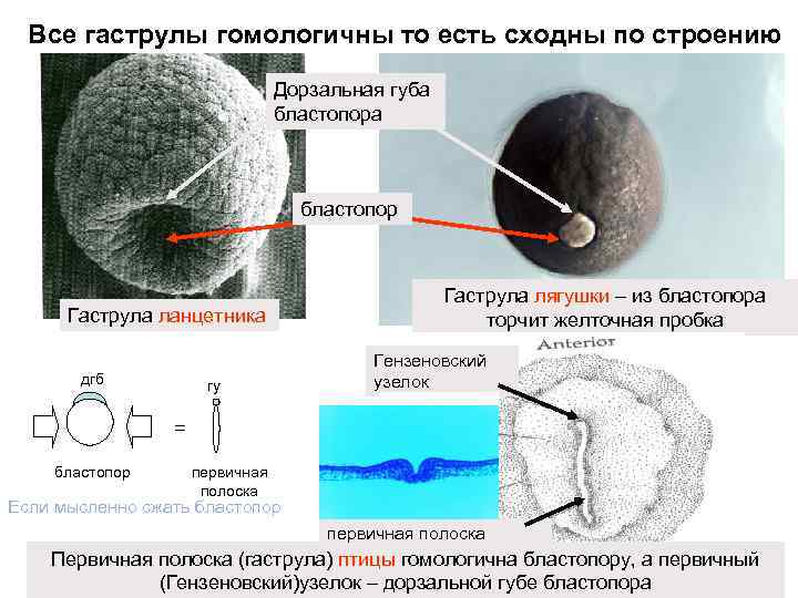 Все гаструлы гомологичны то есть сходны по строению Дорзальная губа бластопор Гаструла ланцетника дгб