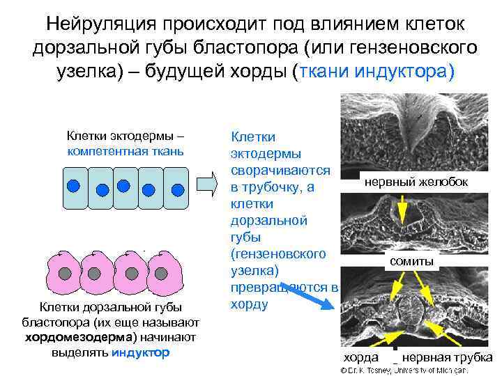 Нейруляция происходит под влиянием клеток дорзальной губы бластопора (или гензеновского узелка) – будущей хорды