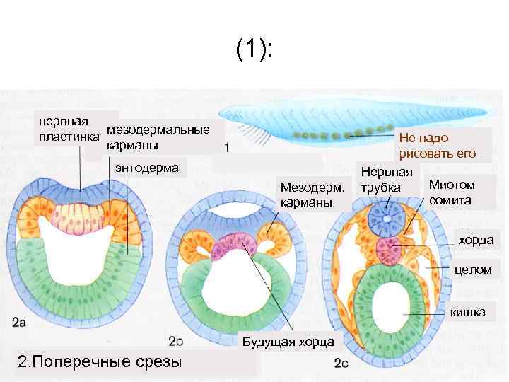 Систем органов человека развивается из энтодермы. Нейрула Сомит. Нейруляция сомиты. Нейрула мезодермальные карманы. Нервная трубка энтодерма.