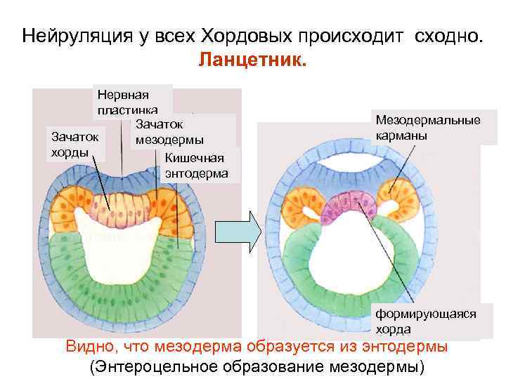 Систем органов человека развивается из энтодермы. Нейруляция эмбриология. Нейруляция энтодерма. Вторичная полость нейрулы. Нейрула ланцетника.