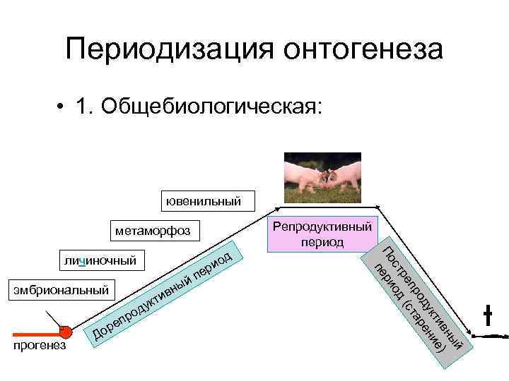 Периодизация онтогенеза • 1. Общебиологическая: ювенильный Репродуктивный период метаморфоз укт д ро еп прогенез