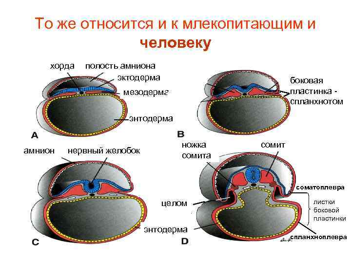 То же относится и к млекопитающим и человеку хорда полость амниона эктодерма боковая пластинка