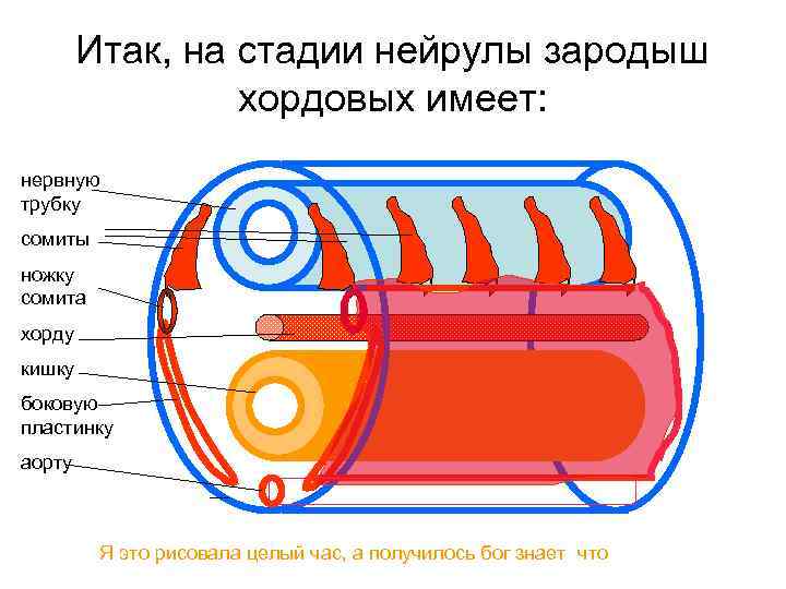 Итак, на стадии нейрулы зародыш хордовых имеет: нервную трубку сомиты ножку сомита хорду кишку