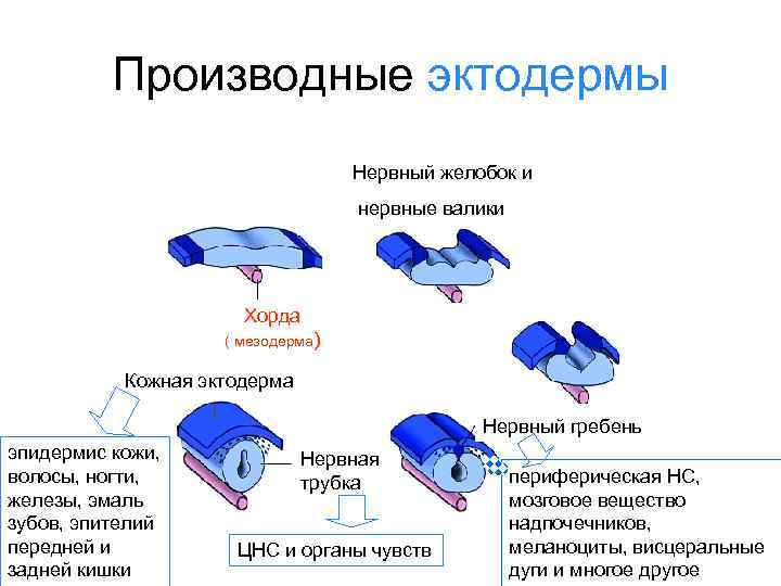 Производные эктодермы Нервный желобок и нервные валики Хорда ( мезодерма) Кожная эктодерма Нервный гребень