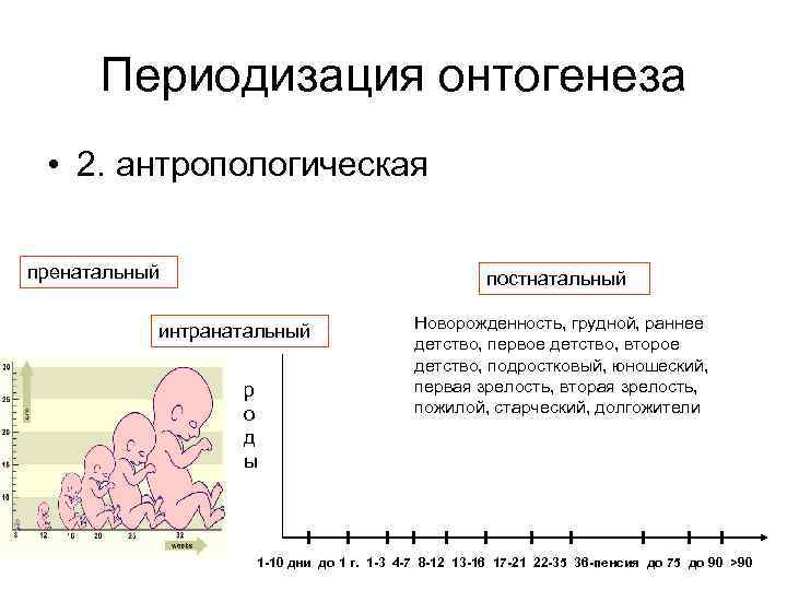 Периодизация онтогенеза • 2. антропологическая пренатальный постнатальный интранатальный р о д ы Новорожденность, грудной,