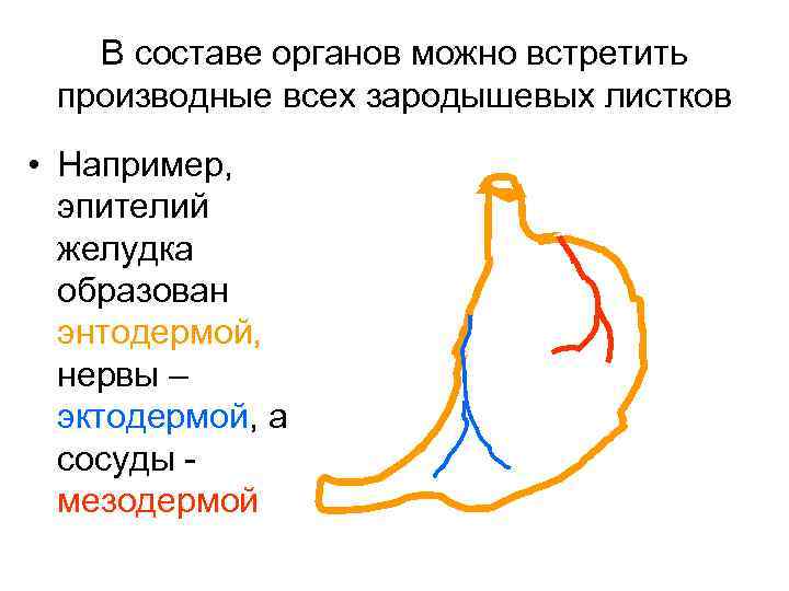 В составе органов можно встретить производные всех зародышевых листков • Например, эпителий желудка образован