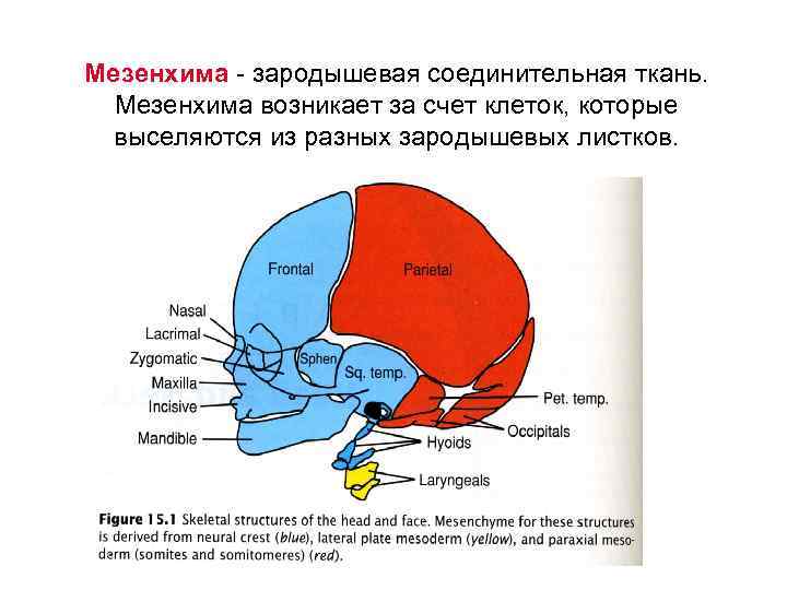 Мезенхима - зародышевая соединительная ткань. Мезенхима возникает за счет клеток, которые выселяются из разных