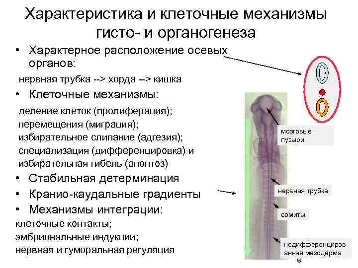 Характеристика и клеточные механизмы гисто- и органогенеза • Характерное расположение осевых органов: нервная трубка