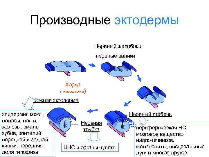 Производные эктодермы Нервный желобок и нервные валики Хорда ( мезодерма) Кожная эктодерма эпидермис кожи,