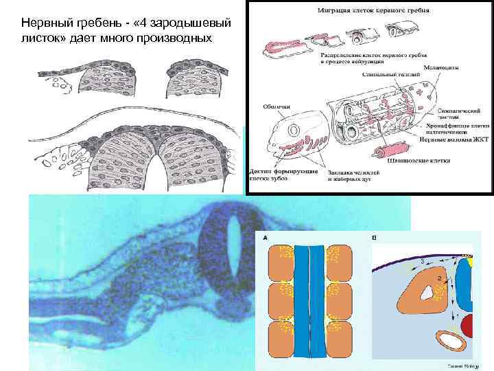 Нервный гребень - « 4 зародышевый листок» дает много производных 