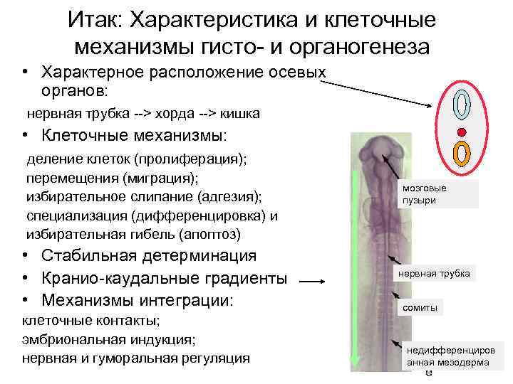 Итак: Характеристика и клеточные механизмы гисто- и органогенеза • Характерное расположение осевых органов: нервная