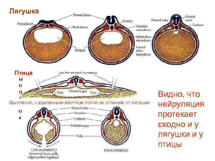 Лягушка ц Птица ы п л е Цыпленок, с удаленным желтком почти не отличим