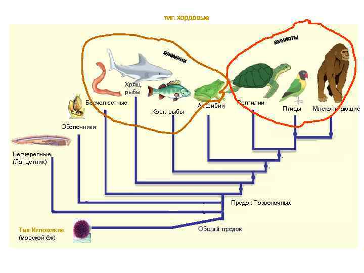 Хрящ. рыбы Бесчелюстные Бесчерепные Кост. рыбы Амфибии Рептилии Птицы Оболочники Бесчерепные (Ланцетник) Предок Позвоночных