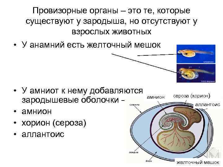 Провизорные органы – это те, которые существуют у зародыша, но отсутствуют у взрослых животных