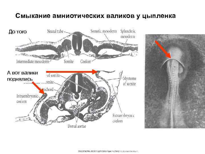 Смыкание амниотических валиков у цыпленка До того А вот валики поднялись 