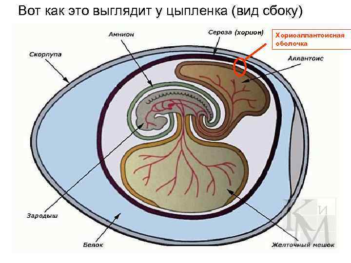 Вот как это выглядит у цыпленка (вид сбоку) (хорион) Хориоaллантоисная оболочка 